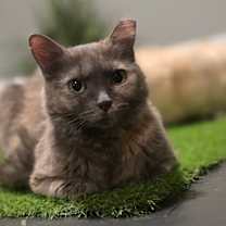 Thumbnail photo of Lavender Chavez #1