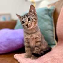 Thumbnail photo of Cuddles C #1