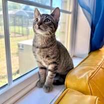 Thumbnail photo of Cuddles C #2