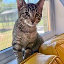 Thumbnail photo of Cuddles C #3