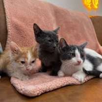 Thumbnail photo of Cashew C #3