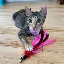 Thumbnail photo of Watermelon Sugar #1