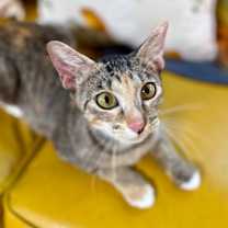 Thumbnail photo of Watermelon Sugar #2