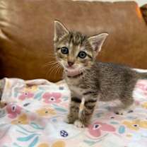 Thumbnail photo of Kiwi Sugar #1