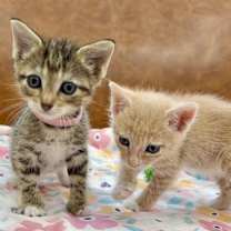 Thumbnail photo of Kiwi Sugar #3