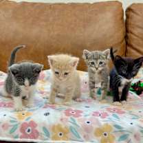 Thumbnail photo of Kiwi Sugar #4