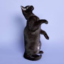 Thumbnail photo of Mochi Treat #2