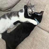 Thumbnail photo of Mochi Treat #3