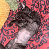 Thumbnail photo of Mochi Treat #4