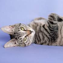 Thumbnail photo of Cupcake Treat #1