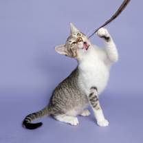 Thumbnail photo of Quince Bard #2