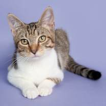 Thumbnail photo of Nym Bard #1