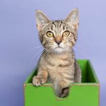 Thumbnail photo of Ophelia Bard #1