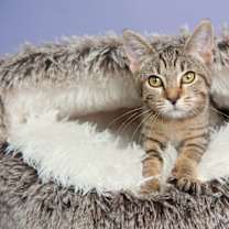 Thumbnail photo of Ophelia Bard #2