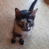 Thumbnail photo of Daffodil #1