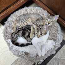 Thumbnail photo of Ophelia Bard #3