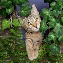 Thumbnail photo of Ophelia Bard #4