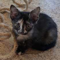 Thumbnail photo of Daffodil #2