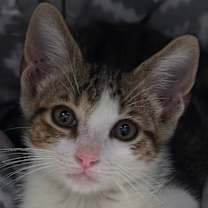 Thumbnail photo of Thomas The Sweet #4