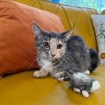 Thumbnail photo of Willow Taylor #3