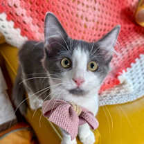 Thumbnail photo of Chowder Roe #1