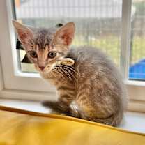 Thumbnail photo of Bear Wild #1