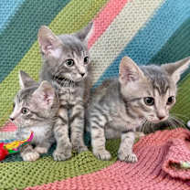 Thumbnail photo of Bear Wild #2