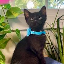 Thumbnail photo of Flint Bonfire #4