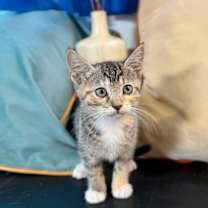 Thumbnail photo of Juno Shah #1