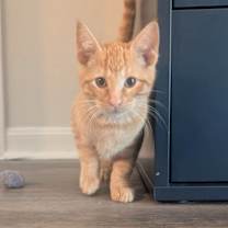 Thumbnail photo of Miso #1