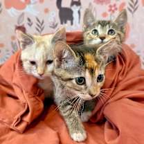 Thumbnail photo of Juno Shah #3