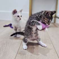 Thumbnail photo of Juno Shah #4