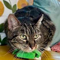 Thumbnail photo of Miami Barrera #3