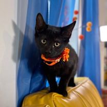 Thumbnail photo of Kiwi Gato #1