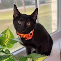 Thumbnail photo of Kiwi Gato #2