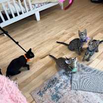 Thumbnail photo of Kiwi Gato #4