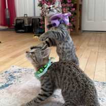 Thumbnail photo of Lulu Gato #4