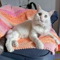 Thumbnail photo of Yeti #1