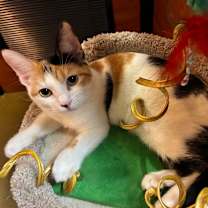 Thumbnail photo of Cami #1