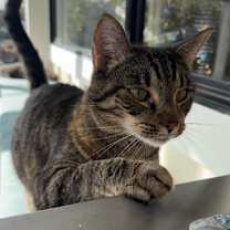 Thumbnail photo of Espresso #1