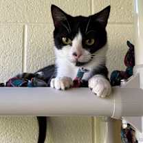 Thumbnail photo of Remedy #2