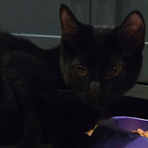 Thumbnail photo of Scrappy #1