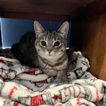 Thumbnail photo of Celine, Willow Grove Area, (FCID 11/18/2025-111) #3