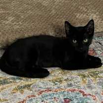 Thumbnail photo of Bean #2