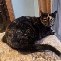 Thumbnail photo of Popcorn #1