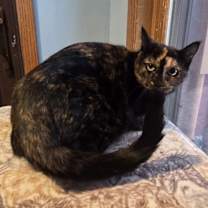 Thumbnail photo of Popcorn #2