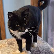 Thumbnail photo of Poofer Pete #1