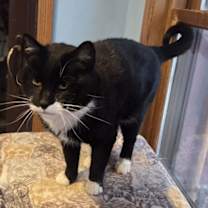 Thumbnail photo of Poofer Pete #3