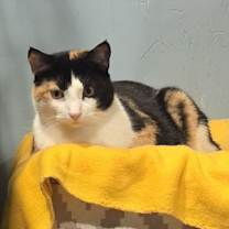 Thumbnail photo of Sahara #1