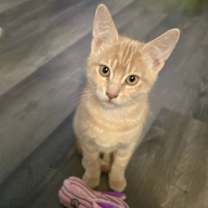 Thumbnail photo of Brezel #2